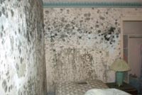 Mold Remediation